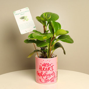 Gift Glossy Peperomia Plant For Him/Her
