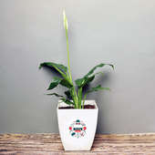 Peace Lily Plant in White Vase for Dad