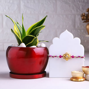 Golden Floral Rakhi N Milt Sansevieria Plant Combo