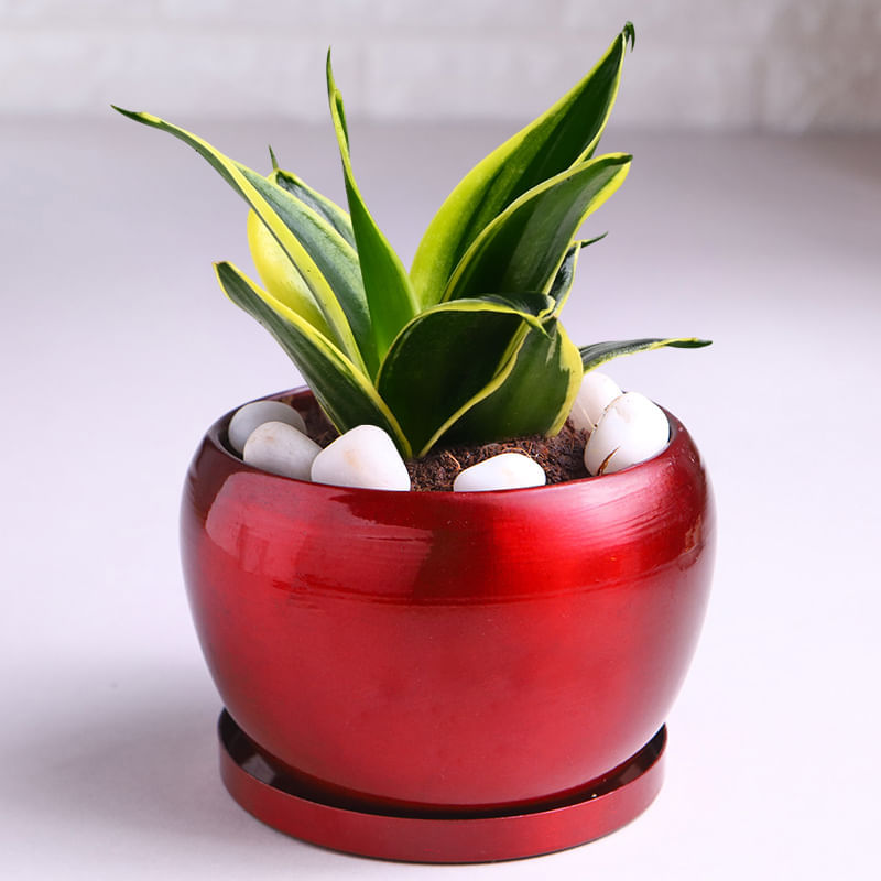Product Image Video