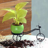 Golden Money Biker - Good Luck Plant Indoors in Bicycle Vase