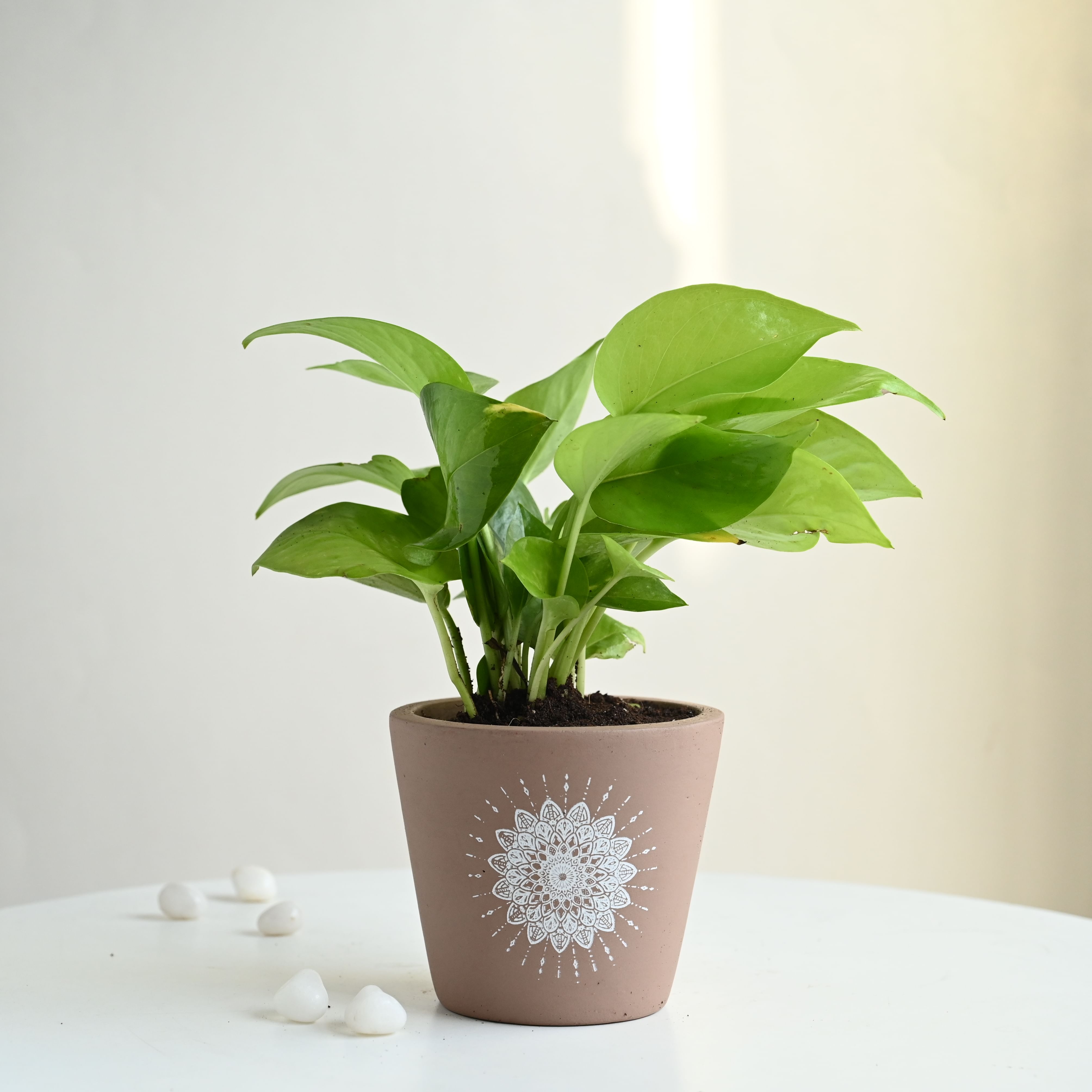 Golden Money Plant In A Brown Mandala Terracotta Pot