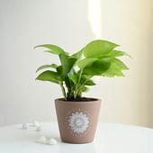 Golden Money Plant In A Brown Mandala Terracotta Pot