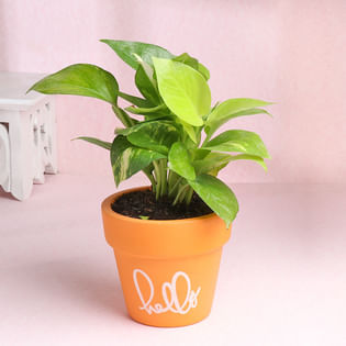 Golden Money Plant In Guava Pot