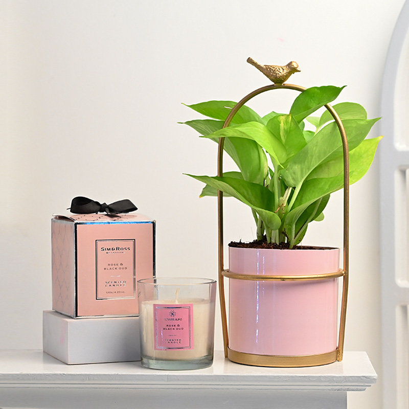 Golden Money Plant In Metal Pink Pot With Scented Candle