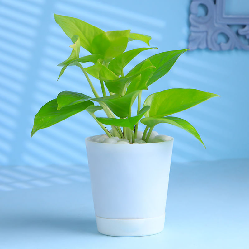 Golden Money Plant In White Pot