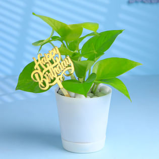Golden Money Plant In White Pot For Birthday