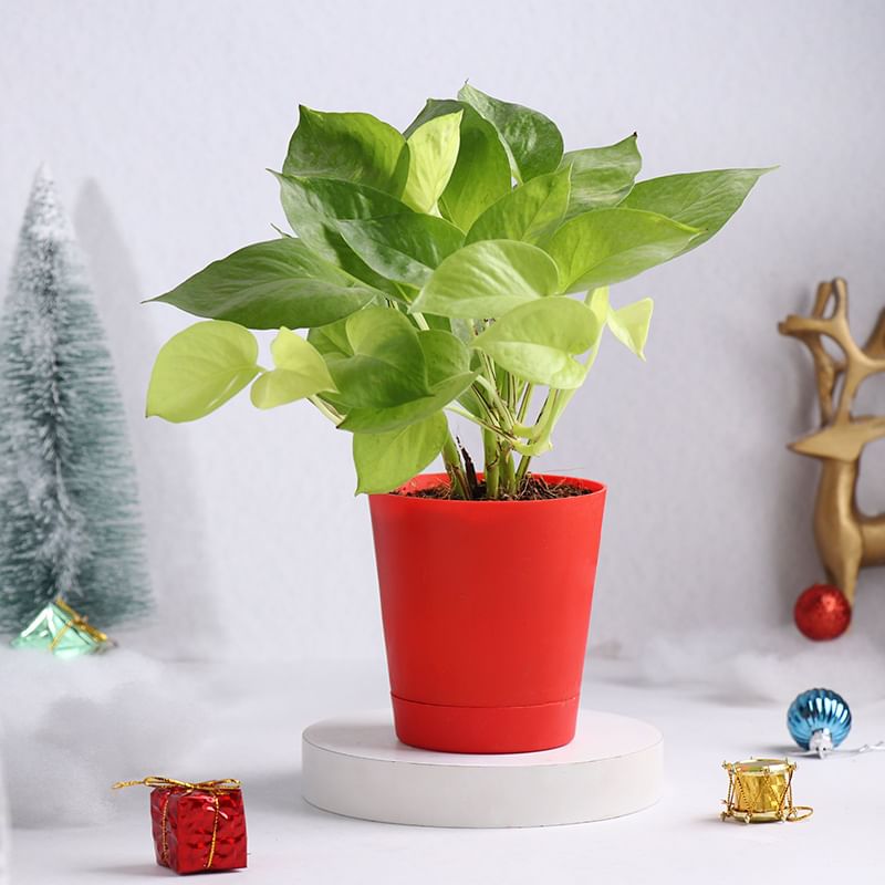 Product Image Video