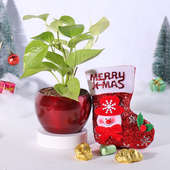 Golden Money Plant With Christmas Handmade Chocolates