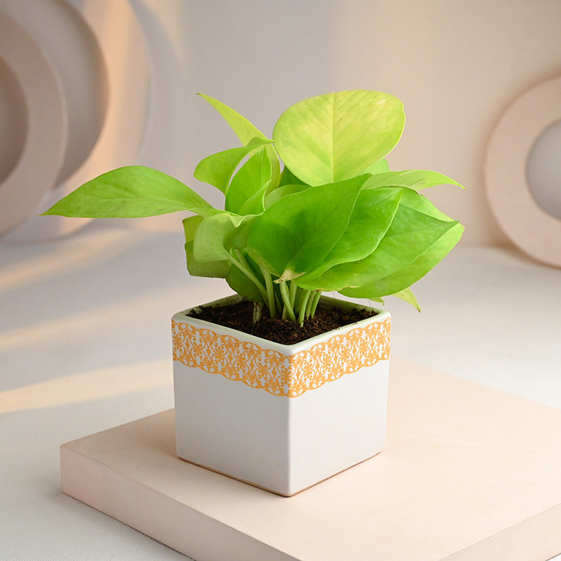 Golden Money Plant With Square Designer Ceramic Pot Online