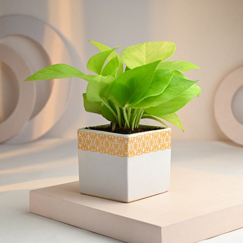 Buy Serene Syngonium With Groot Pots