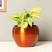 Golden Syngonium Plant Online in a Vase