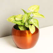 Golden Syngonium Plant Online in a Vase