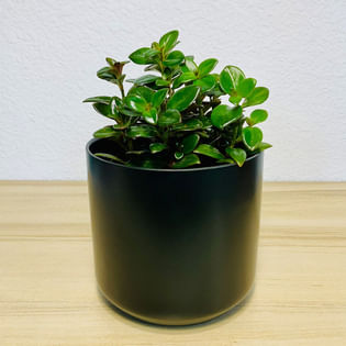 Goldfish Plant In Black Pot
