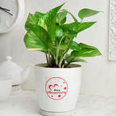 Good Luck Anniversary Plant - Good Luck Plant Indoors in Floweraura Rhonda Vase