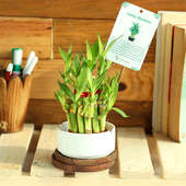 Good Luck Bamboo - Bamboo Plant Indoors in 2 No. Cup Vase
