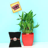 Good Luck Indoor Plant with Artistic Blossom Vase and One Designer Rakhi