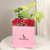Arrangement of Red Roses and Money Plant in Flower Box