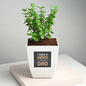 Jade Plant in White Vase for Dad