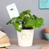 Good Luck Money Plant - Good Luck Plant Indoor in Signature Conical Vase