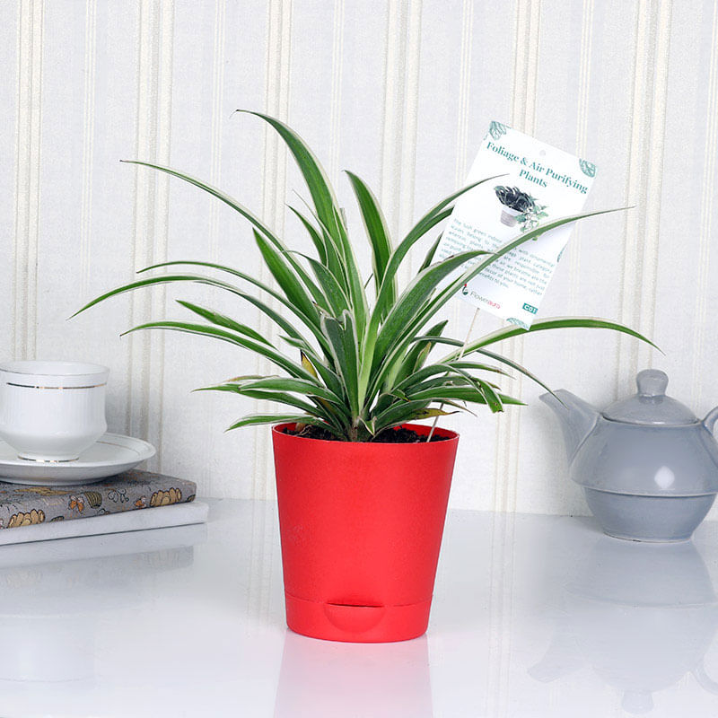 Buy Good Luck Plant Online