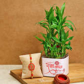 Good Luck Plant N Rakhi Combo