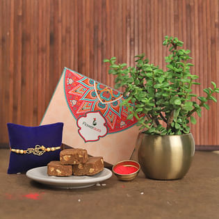 Good Luck Rakhi N Plant Combo