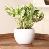 Gorgeous White Pothos Plant Plant for Corporate Gifting