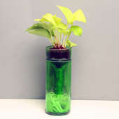 Money Plant in Green Glass Vase
