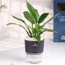 Graceful Peace Lily In Self Watering Planter