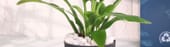 Graceful Peace Lily In Self Watering Planter