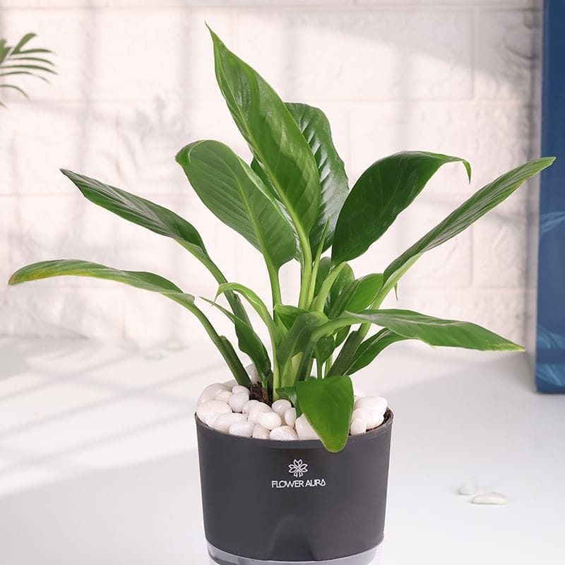 Product Image Video