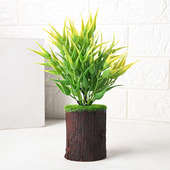 Green Decorative Plant