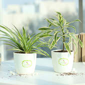 Combo of Spider Plant and Song of India Plant