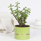 Green Jade Plant Vase