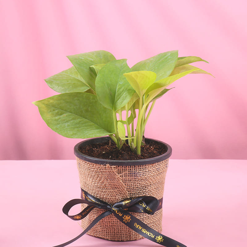 Product Image Video