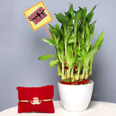 Good Luck Indoor Plant with White Conical Vase and One Attractive Fancy Rakhi