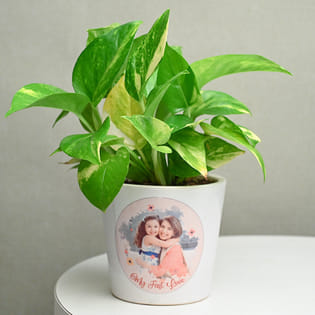 Green Money Mom Love Plant