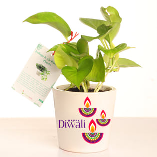 Green Money Plant Corporate Gift