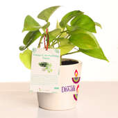 Green Money Plant Corporate Gift