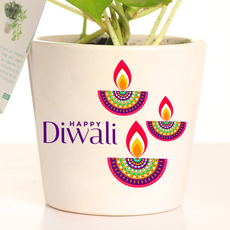 Green Money Plant Corporate Gift