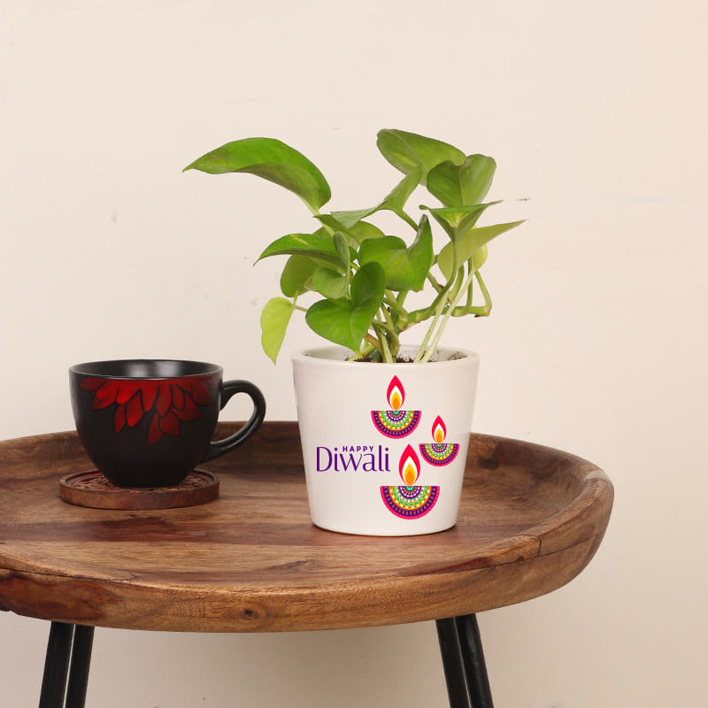 Green Money Plant Corporate Gift