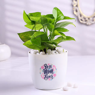 Green Money Plant In Best Mom Ever Pot