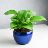 Buy Green Money Plant In Blue Pot Online 