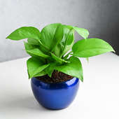 Send Green Money Plant In Blue Pot Online 