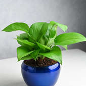 Order Green Money Plant In Blue Pot