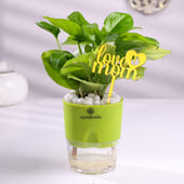 Green Money Plant With Love You Mom Topper