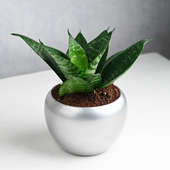 Green SansevieriaSnake Plant in a Silver Pot Online