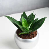 Buy Green SansevieriaSnake Plant in a Silver Pot Online