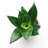 Send Green SansevieriaSnake Plant in a Silver Pot Online